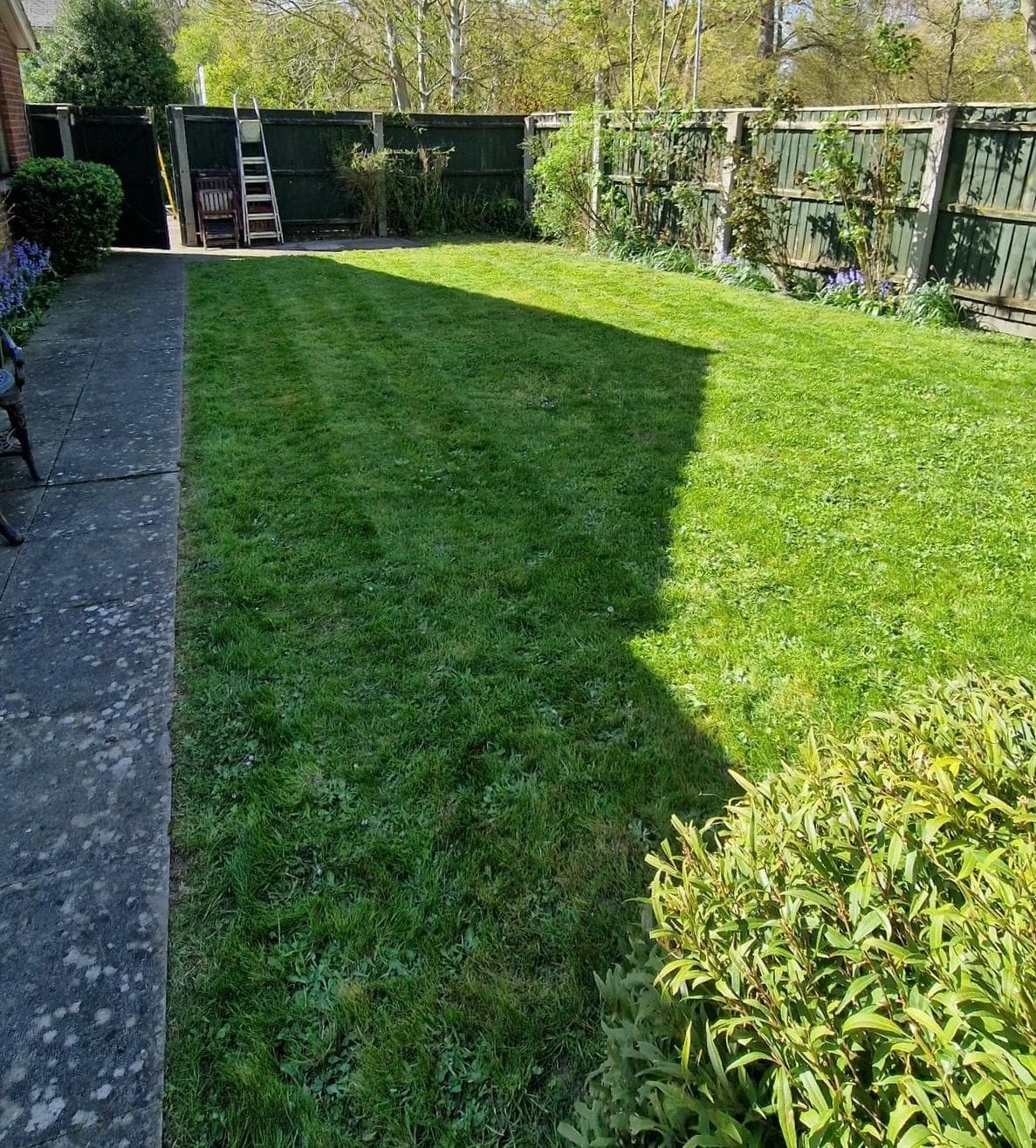 Back garden lawn after professional mowing showing neat stripes and edging in Cambridge