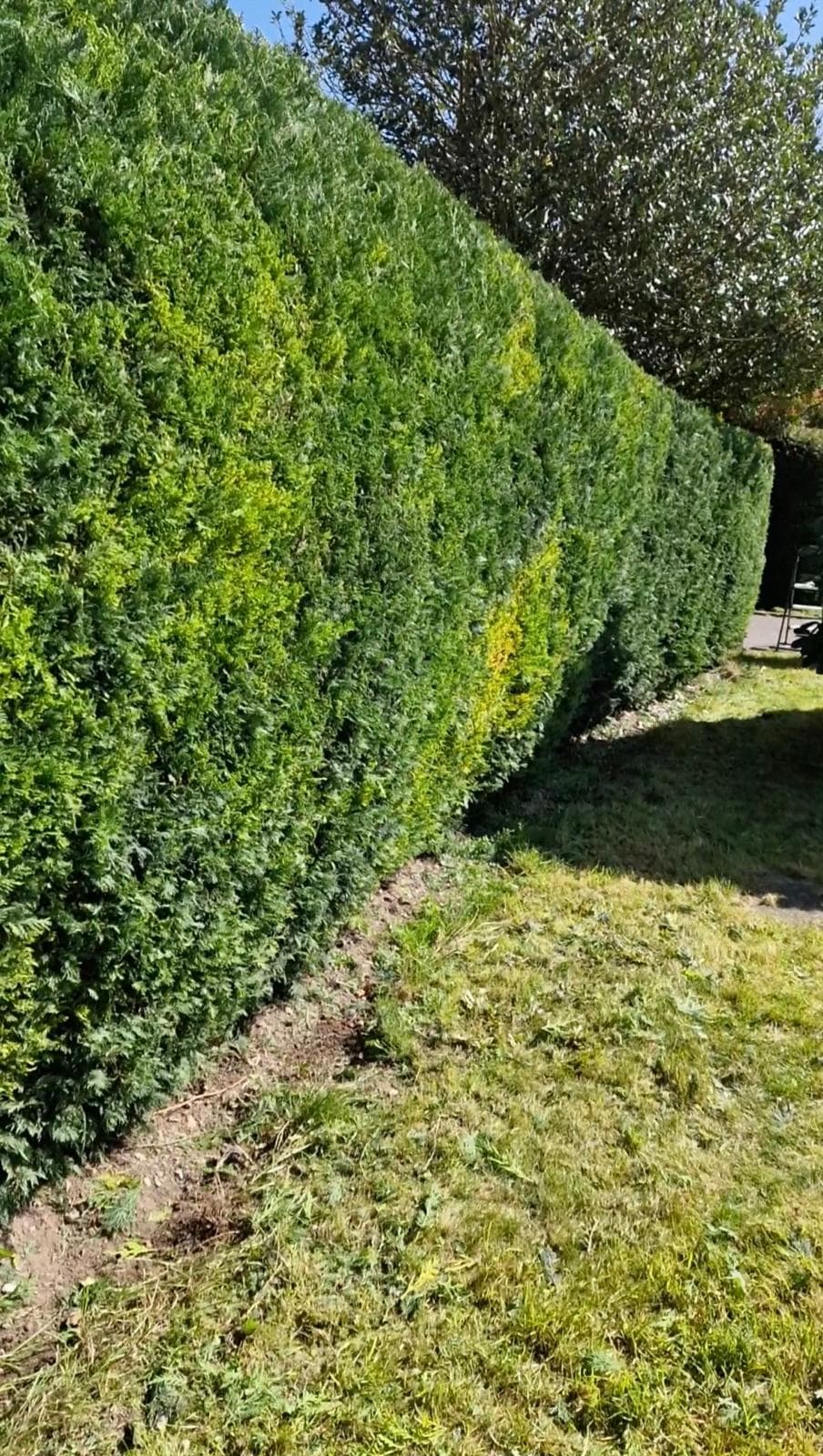 Neatly trimmed conifer hedge with clean straight lines by ELawnCare hedge trimming service in Cambridge