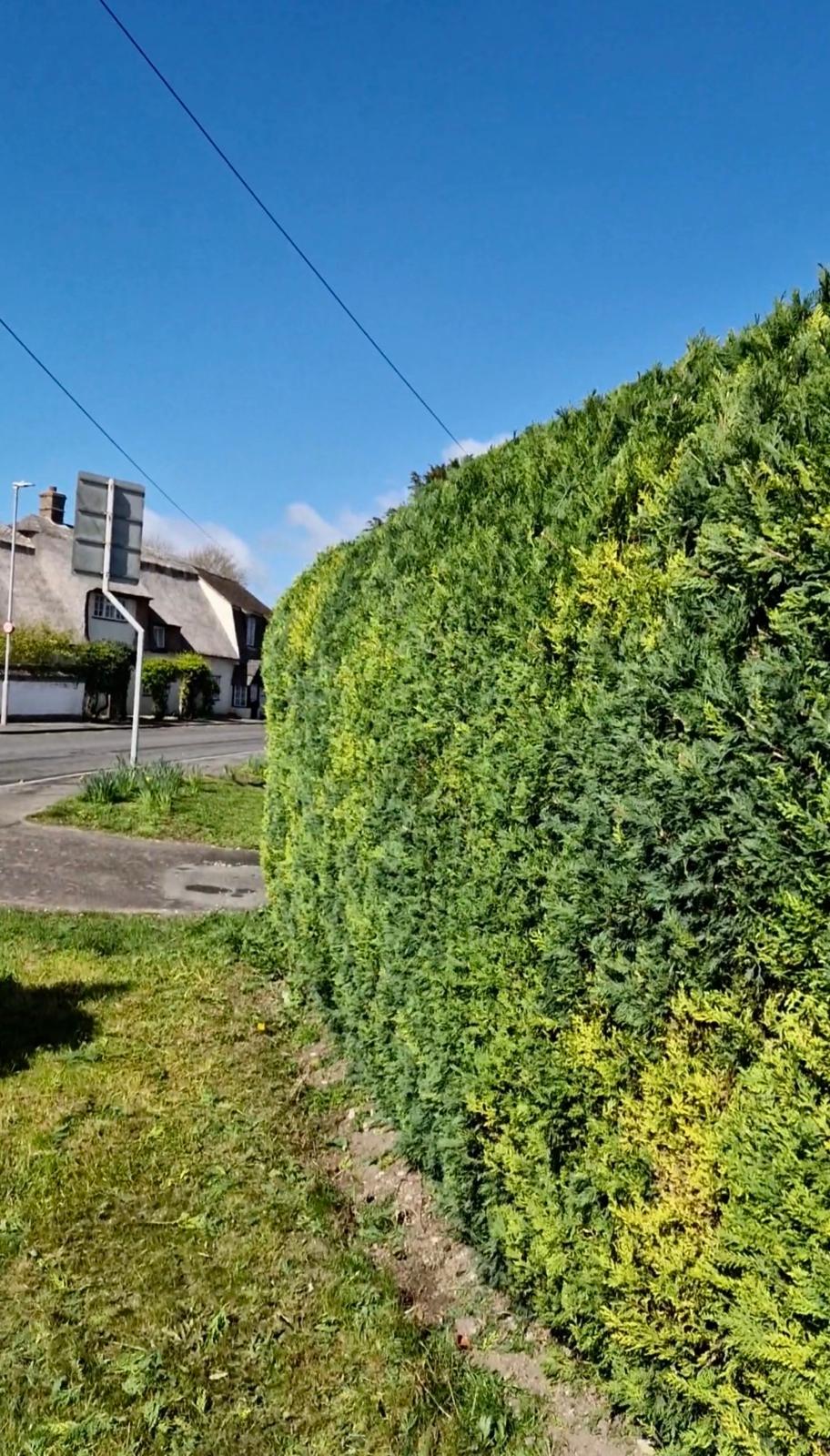 Shaped conifer hedge with rounded end after professional hedge trimming in a Cambridge village